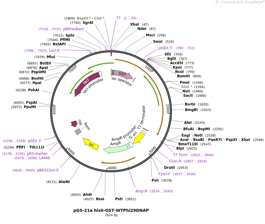 pGS-21a his6-GST-WTPhi29DNAP质粒图
